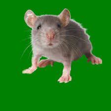 La Deratisation A Paris Deratiseur Paris Rat Souris