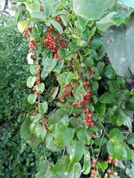 Image result for Siphonochilus longitubus