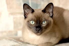 Green Eyes Tonkinese Cat Burmese Cat Cats