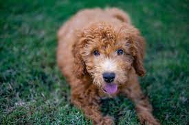 These cute and very friendly mini goldendoodle puppies are family raised with lots of tlc and. Mini Goldendoodles
