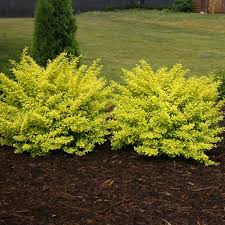 Image result for Barberry