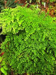 Image result for Adiantum poiretii