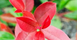 Photinia is a common sight in eastern landscapes. How Do I Maintain Photinia X Fraseri Red Robin In The Best Way The Gardens Of Appeltern
