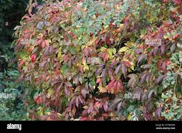 Image result for Hermannia boraginiflora