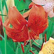 2k likes · 3 talking about this. Red Tiger Lily Tiger Jung Seed Company