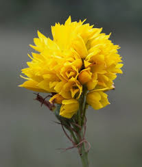 Image result for Eulophia ensata