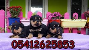 satilik rottweiler yavru rottweiler yavrulari rottweiler kopek