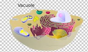 In plant cells, the cell wall gives the cell a rigid, rectangular shape. Vacuole Plant Cell Cel Lula Animal Organelle Png Clipart Animal Animal Cell Biology Cell Cell Biology