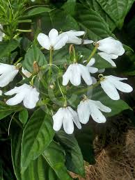 Image result for Rhinacanthus zambesiacus