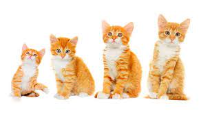 Supervision is still a necessity though, as larger pets like dogs can still do damage to an eight month old kitten. When Do Cats Stop Growing A Complete Guide To Kitten Growth