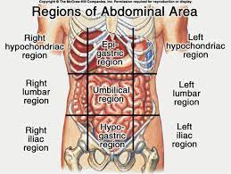 There are (a) nine abdominal regions and (b) four abdominal quadrants in the peritoneal cavity. Bestiaire De Novembre Les Cahiers De Josephine Anatomie Des Organes Anatomie Corps Humain Anatomie Du Corps