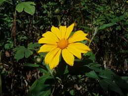 Image result for Tithonia rotundifolia