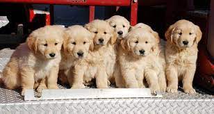 11 Reasons Why Golden Retrievers Are Perfect Golden Retriever Golden Retriever Kitten Retriever