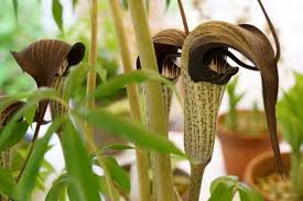 Image result for Arisaema