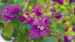 Image result for Bougainvillea sp. cultivar