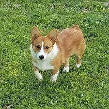 Pembroke welsh corgi puppies for sale in texas select a breed. Armnalegranch On Twitter I Have 2 Available Pembroke Cardigan Welsh Corgi Puppies Available Https T Co 78vgxdt7lg Located In Jacksonville Tx Please Read Over The Puppy Contract On My Website Licensed Tx Breeder 312