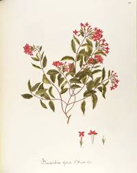 Image result for Rubiaceae