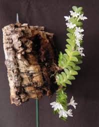 Image result for Angraecum distichum