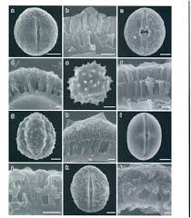Image result for Pleiotaxis