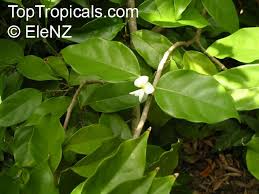 Image result for Baphia massaiensis