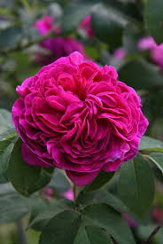 Napisany przez admin // grudnia 31, 1969 // w róże // 0 komentarzy. Charles Duft Mills Siehe Sommerblute Starker William Beautiful Flowers Rose Varieties Pretty Flowers