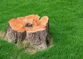 Take care to protect a tree from root damage. Best Root Killer For Trees Stop Tree Roots From Growing