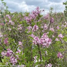 Image result for Syringa meyeri ´Palibin