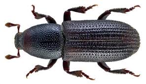 Black Beetles In The City Black Pine Bark Beetle Pest Garden Pests Pests Bark Beetle
