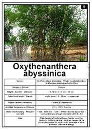 Image result for Oxytenanthera abyssinica