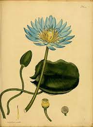 N224 W1150 Botanical Prints Botanical Drawings Botanical Illustration
