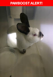 Pin On Found Pets Of Austin Tx
