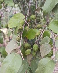 Image result for Guazuma