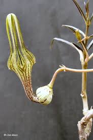 Image result for Ceropegia burchelliana