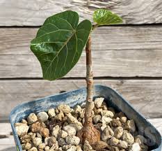 Image result for Ficus abutilifolia