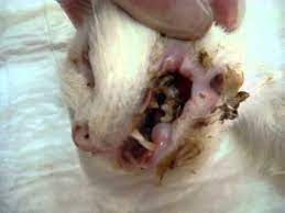 Can cats eat raw chicken? Do Not Feed Chicken Bones To Cats Mpg Youtube