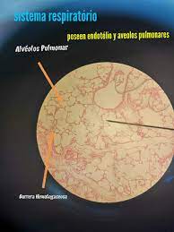 Pin By Solofisio Jftr On Laminas Histologia Pie Chart Chart Diagram