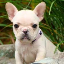 Find an animal shelter or rescue group. French Bulldog Puppies For Sale Lancaster Puppies