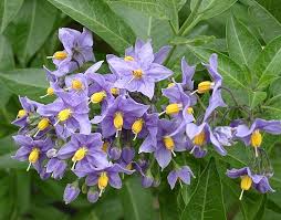 Image result for Solanum schumannianum
