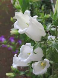 ãé£éèããªã³ã¯ããªã¼ãã®ç»åæ¤ç´¢çµæ