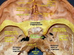 Semmelweis university, faculty of medicine 2018. Body Of Sphenoid Bone Wikiwand Sphenoid Bone Medical Anatomy Skull Anatomy