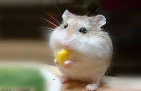 How long do robo hamsters live? How Long Do Hamsters Live Petaddon