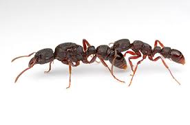 how to identify queen ants myrmecos