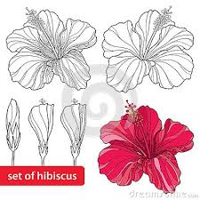 Pin On Flowers Hibiscus
