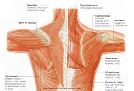 2.1 bones of the shoulder girdle 2.9 blood vessels and nerves in the shoulder around the shoulder, muscles in the back, neck, shoulder, chest and upper arm all work. Shoulder N Neck Muscles The Pilates Works