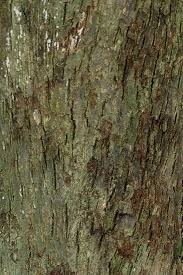 Image result for Inhambanella henriquesii