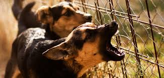 Is the pit bull actually the most dangerous dog in the world, possibly not. Dangerous Dogs