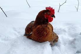 We did not find results for: How Cold Is Too Cold For Your Chickens