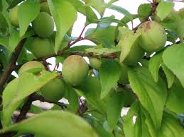 Garden Answers Plant Identification Prunus Mume Apricot Fruit Fruit