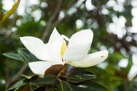 Trees are generally the lowest maintenance plant of all. Magnolia Little Gem Burke S Backyard