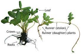 Strawberry planter zu spitzenpreisen kostenlose lieferung möglich Strawberry Plant The Complete Guide Updated 2021